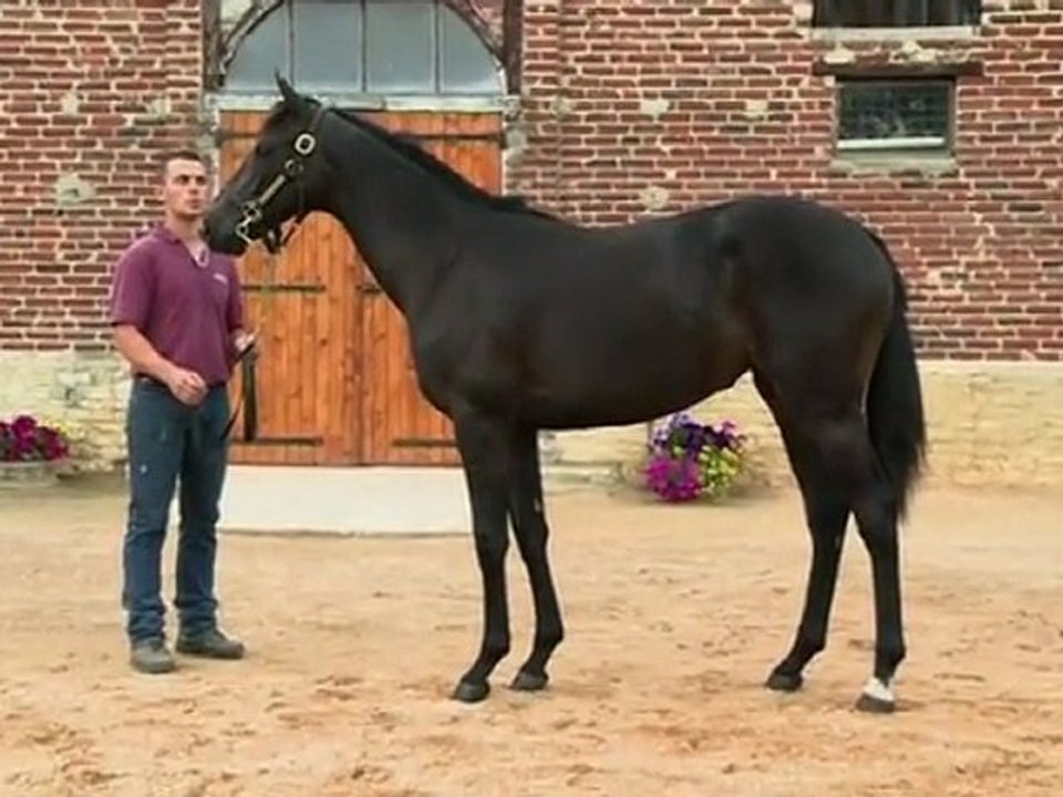 Lot 114 par DANEHILL DANCER et PEARL SKY - Haras de Grandcamp