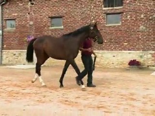 Lot 155 par MORE THAN READY et SISTER SWANK - Haras de Grandcamp