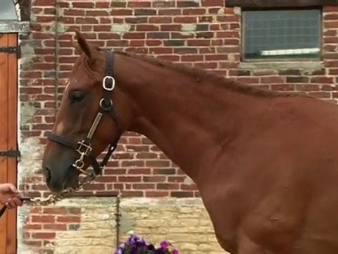 Lot 157 par DANEHILL DANCER et SMALA TICA - Haras de Grandcamp