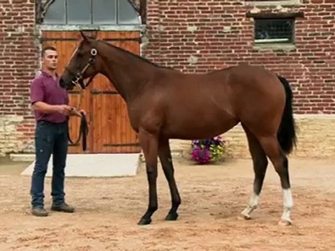 Lot 179 par DYLAN THOMAS et TITILLATE - Haras de Grandcamp