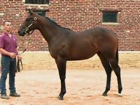 Lot 422 par GREEN DESERT et THE BEST GIRL - Haras de Grandcamp