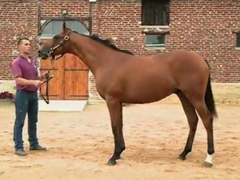 Lot 415 par AUTHORIZED et SUEDOISE - Haras de Grandcamp
