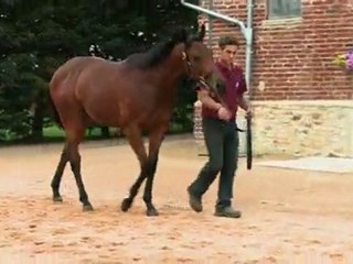 Lot 406 par ELUSIVE CITY et SINTRA - Haras de Grandcamp