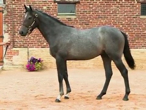 Lot 385 par HOLY ROMAN EMPEROR et ROSAMIXA - Haras de Grandcamp