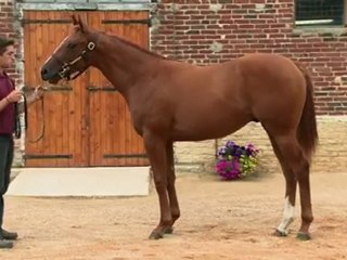 Lot 384 par ZAMINDAR et ROCK HARMONIE - Haras de Grandcamp