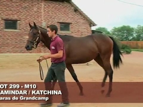 Lot 299 par ZAMINDAR et KATCHINA QUEST - Haras de Grandcamp