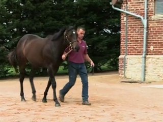 Lot 288 par FOOTSTEPSINTHESAND et HITRA - Haras de Grandcamp