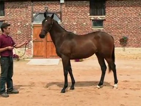 Lot 257 par ORATORIO et ESCOLHIDA - Haras de Grandcamp