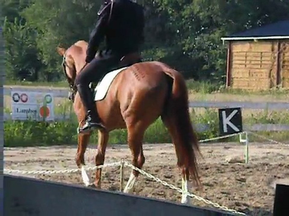 reprise dressage Brazey -en-plaine Amateur Elite