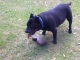 Benji the dog who loves bricks and stones