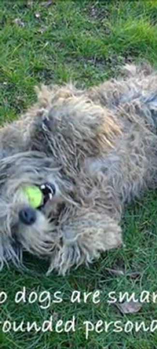 Bergamasco Dog Breed Images