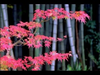 YALNIZLIK  YURDUN  OLUR  ...