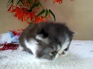 male black smoke  et blanc persan