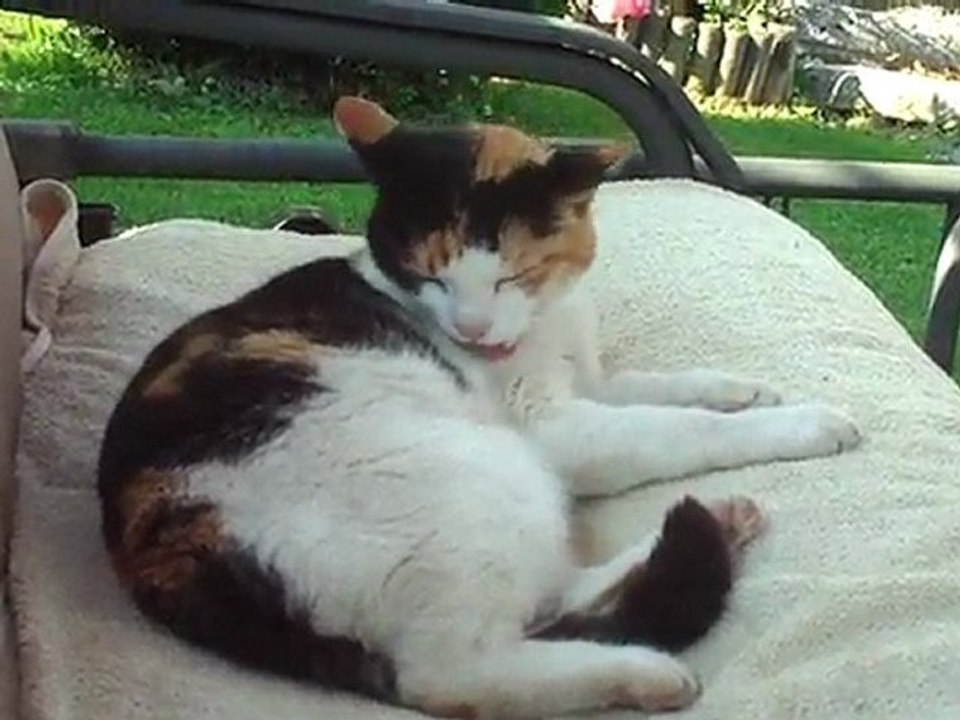 la toilette d'Hallyday