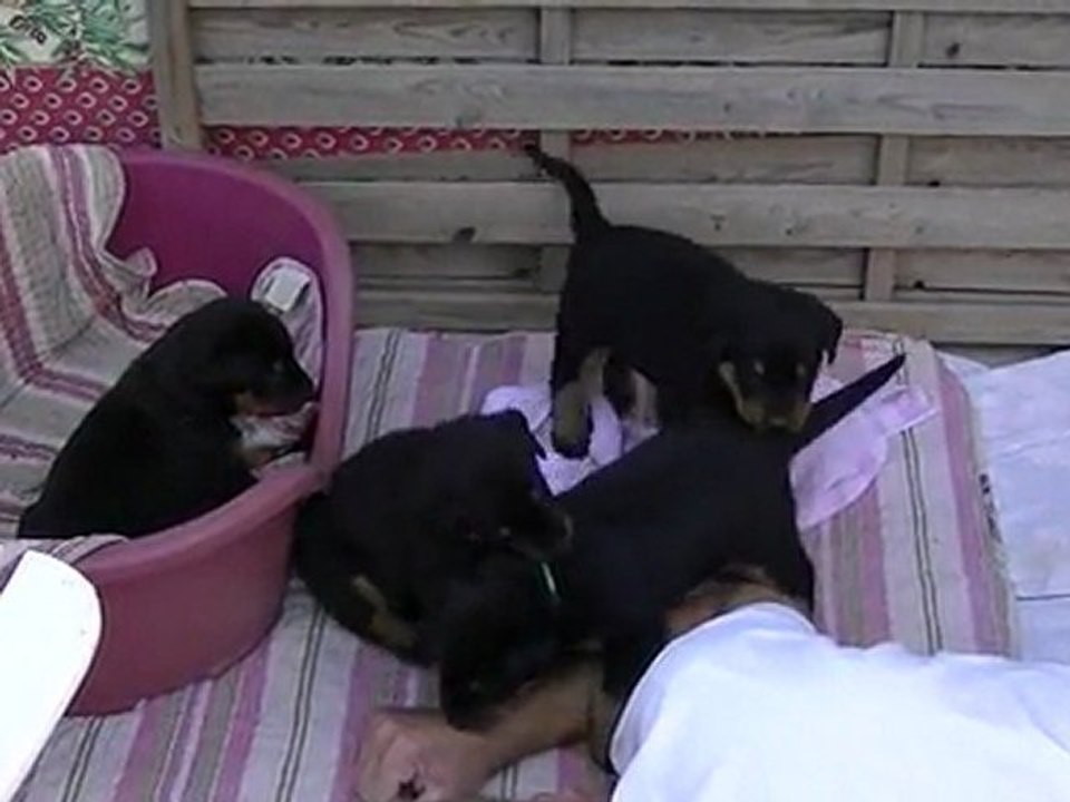 31-07-2011 - Séance de sociabilisation 1