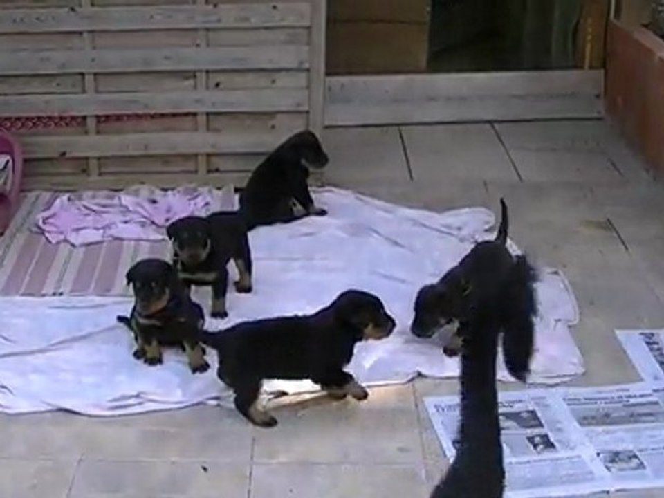 31-07-2011 Faveloun & les chiots