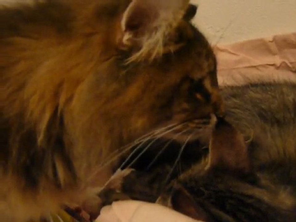 presentation au papa chat