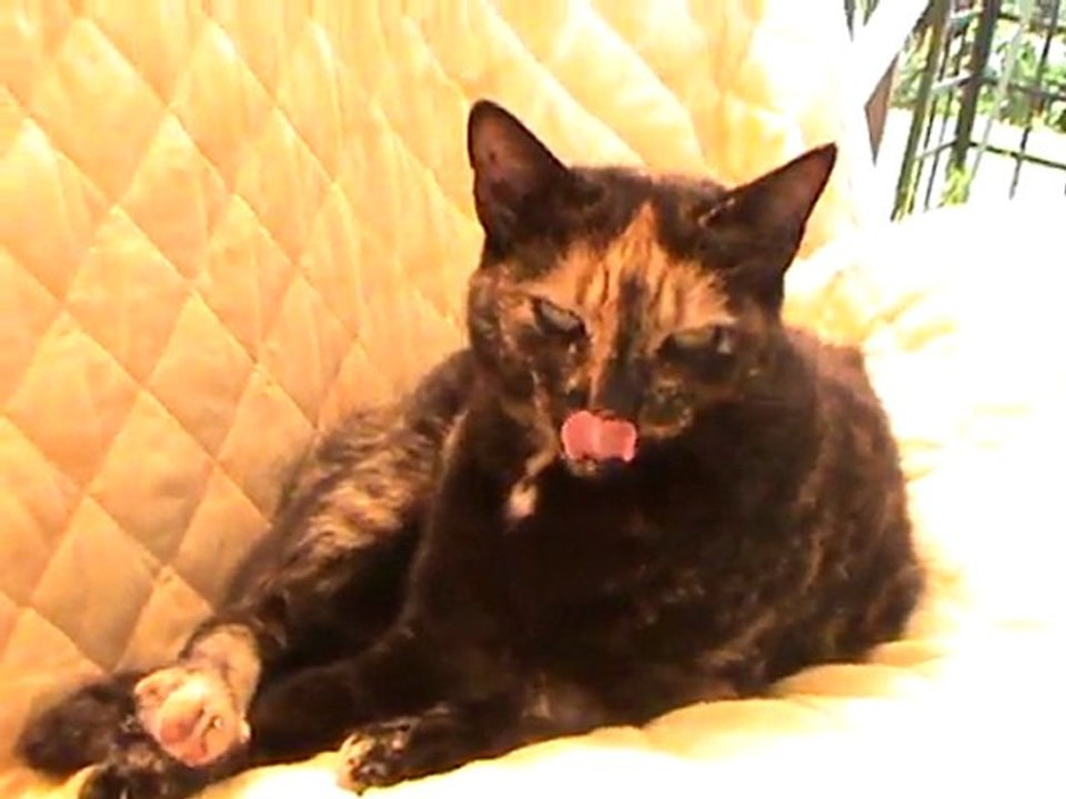 mystère fait sa toilette