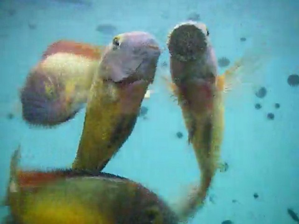 DSCF4114