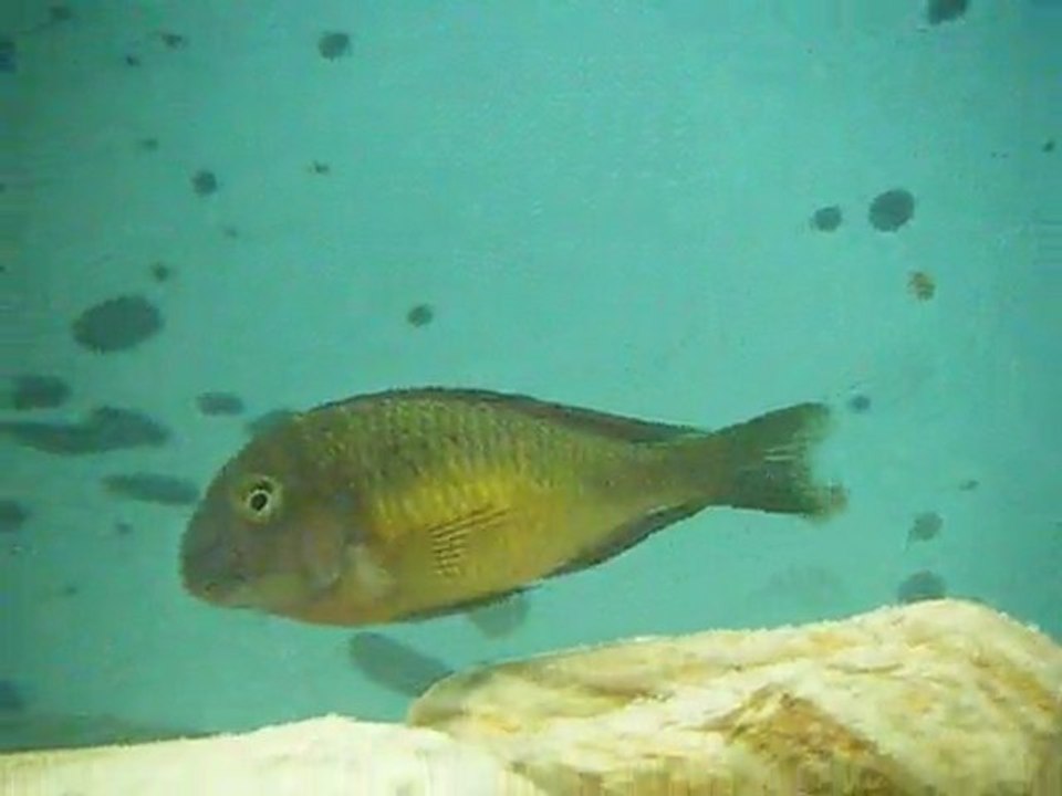 DSCF4207