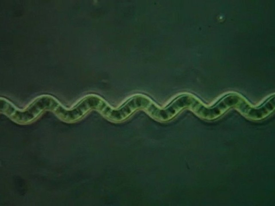 spiruline en vadrouille
