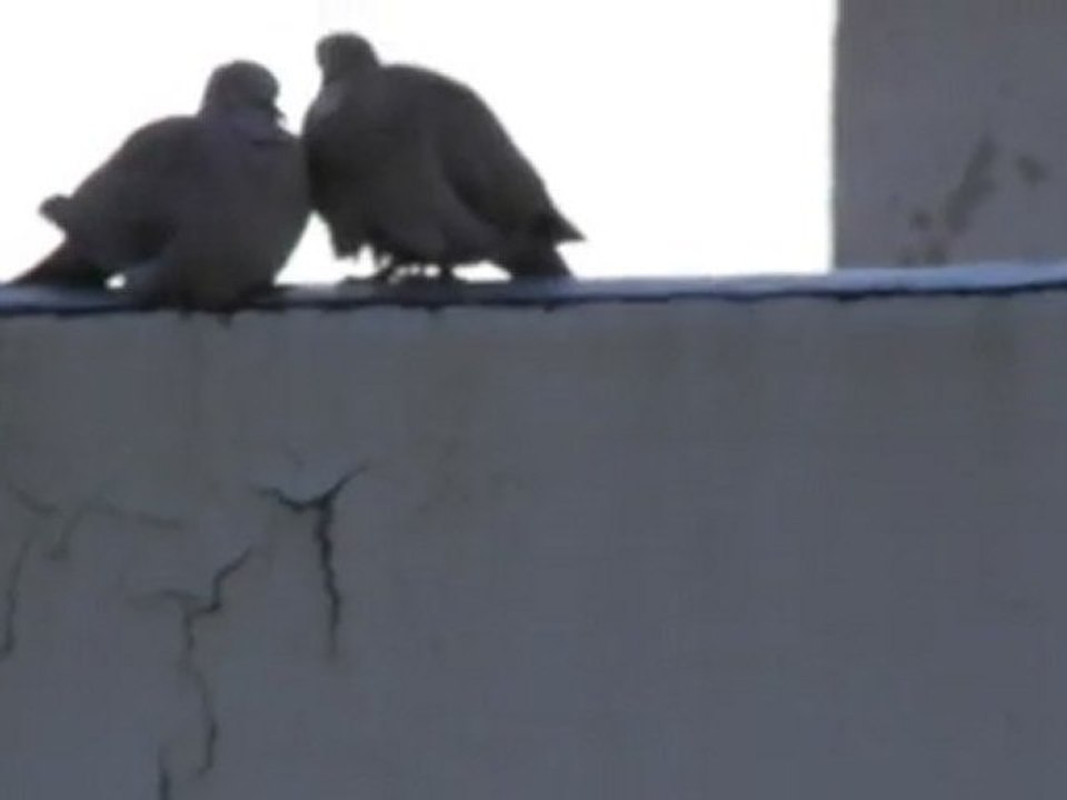 bisou dans le couchant