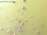 Ataque tortugas 1080p HD turtle attack !!