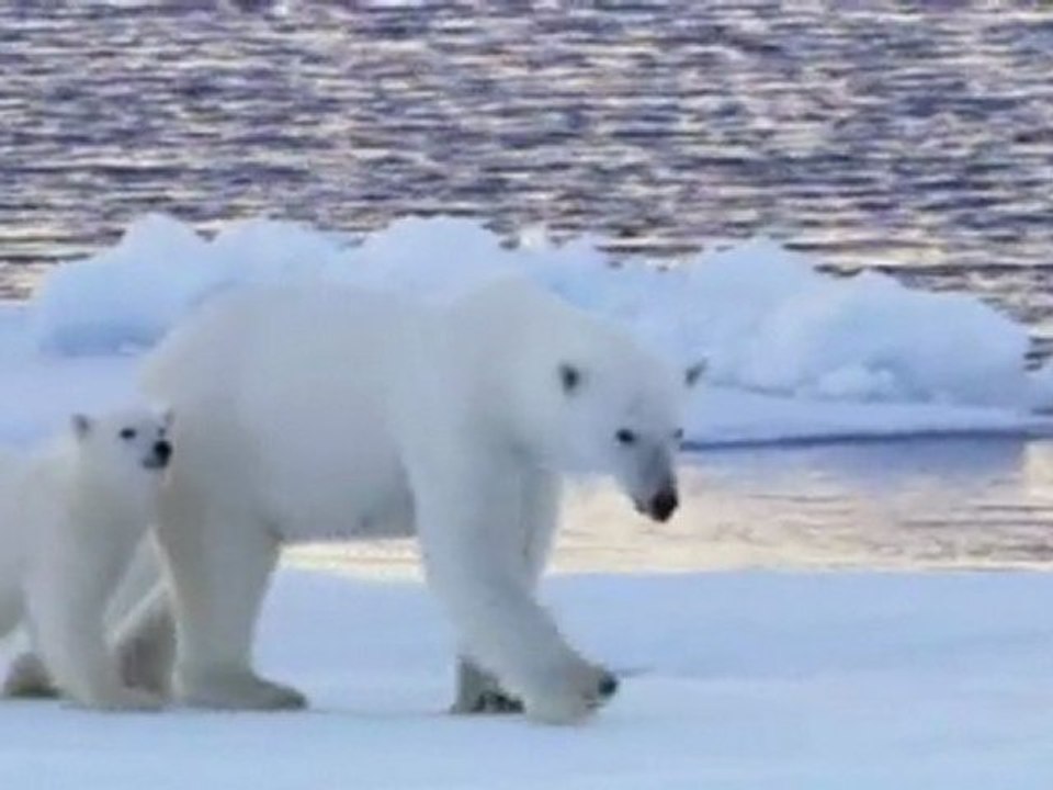 CAMERA CACHEE  OURS ESPIONNES(00h42m01s-01h24m03s)