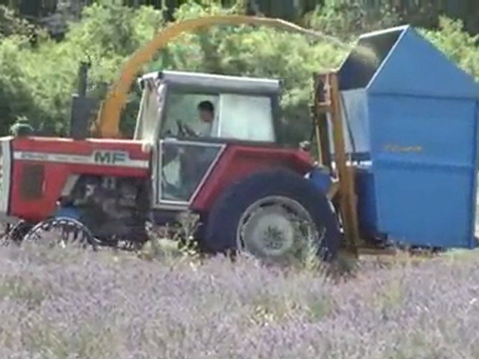 fauchage lavande Banon 2(1)