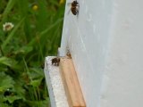 guêpe repoussée par les abeilles à l'entrée d'une ruche