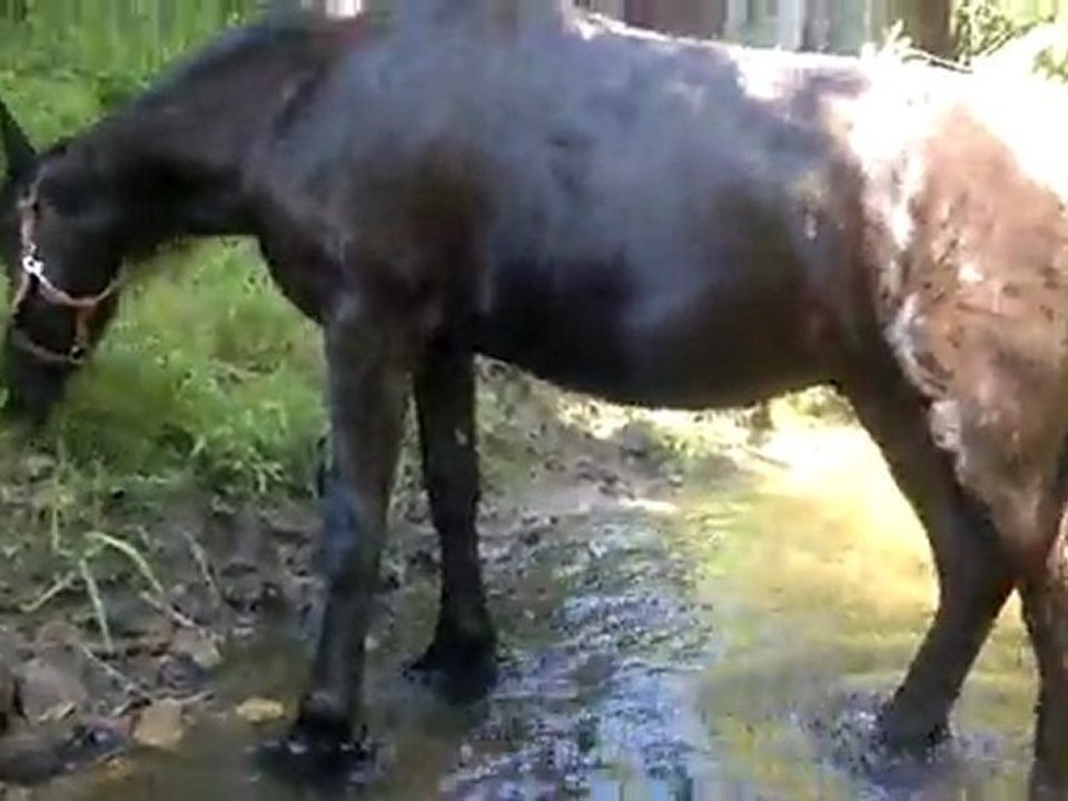 alane dans l'eau