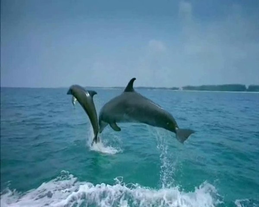Dolphins - Love You Forever