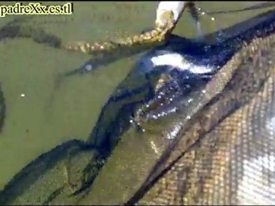 Ataque serpiente 1080p HD snake attack