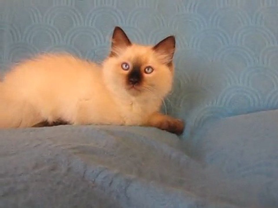 Gaïline 2