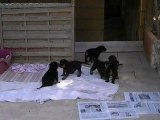 31-07-2011 Les chiots et leur maman Vivone