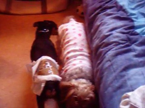 Gin-gin le 28 juillet 2011 013