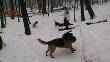 DOG- Time