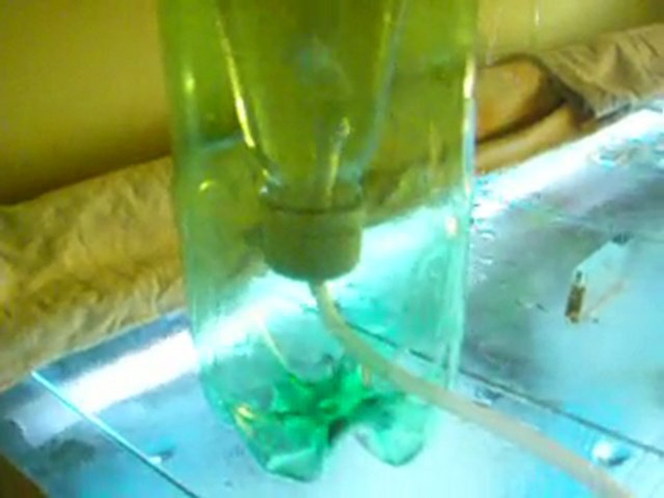 Artemia