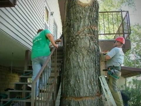 512-779-4171|Austin Tree Service|Austin Tree Removal