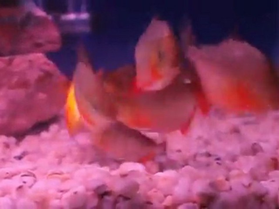 Pygocentrus Nattereri