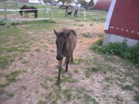 Pouliche BLUE NIGHT: coucou au cameraman Angel! 29/07/2011. SAM_1126