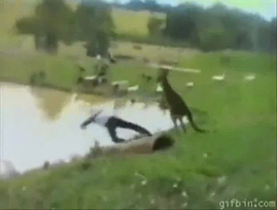 Funny Gif-Compilation