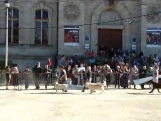 Twinkle : BOG Le Puy en Velay 31.07.2011