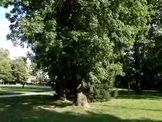 Des cigales à DIjon ?