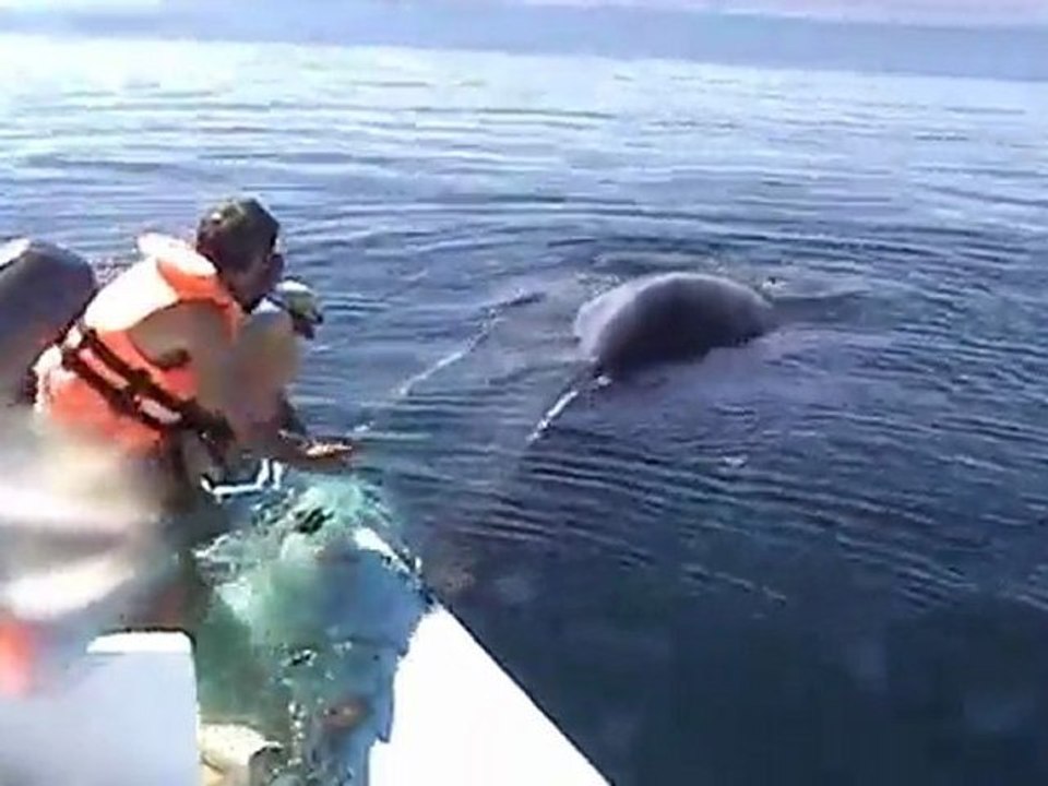 sauvetage d'une baleine à bosses