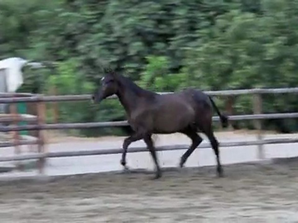 Jalida DM 20072011