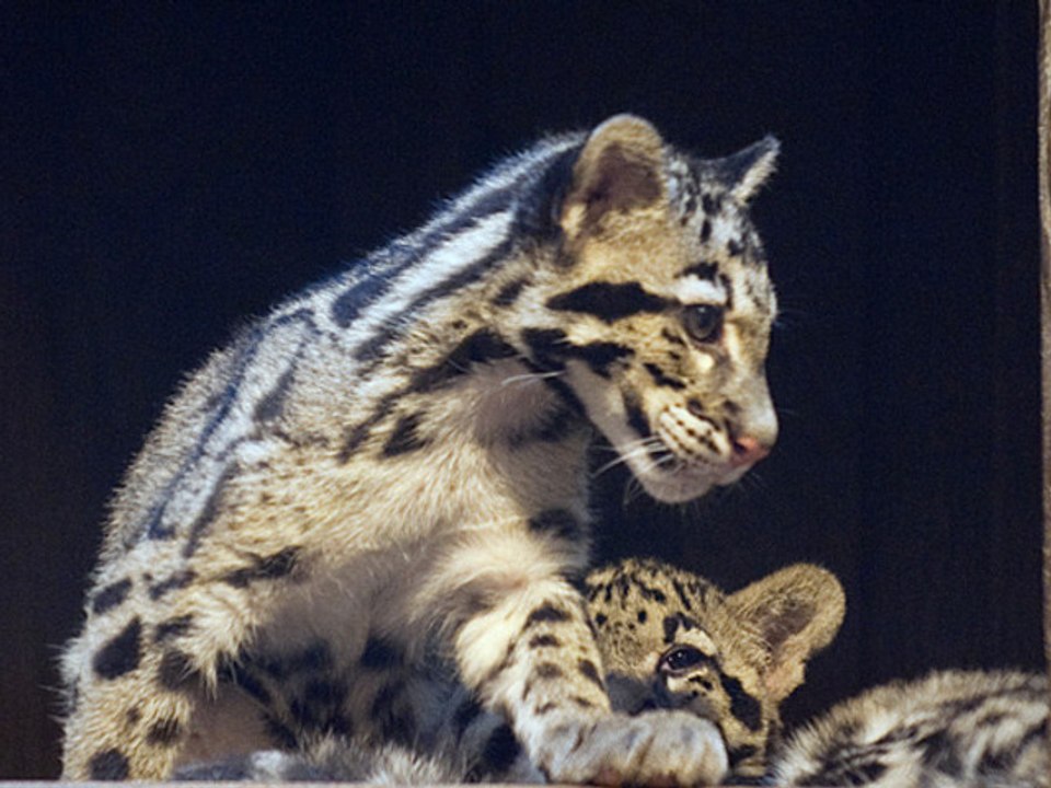 Naissances à la Ménagerie du Jardin des plantes