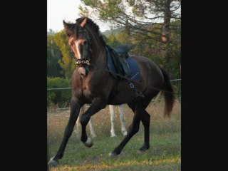 Tinto débourrage,le 1er montoir Episode 1!