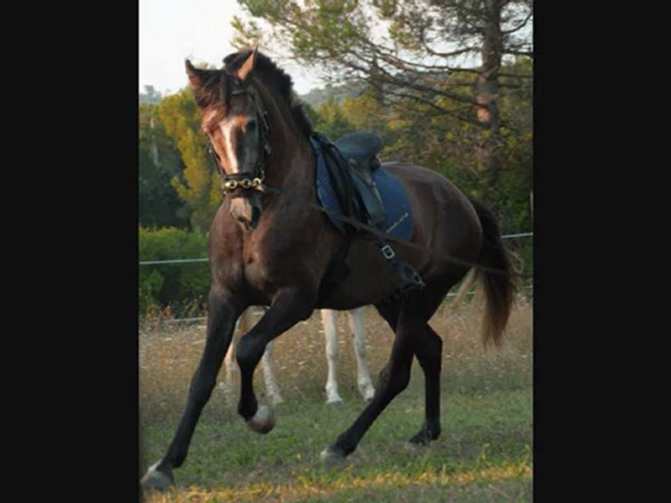 Tinto débourrage,le 1er montoir Episode 1!