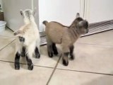 Pygmy Goats